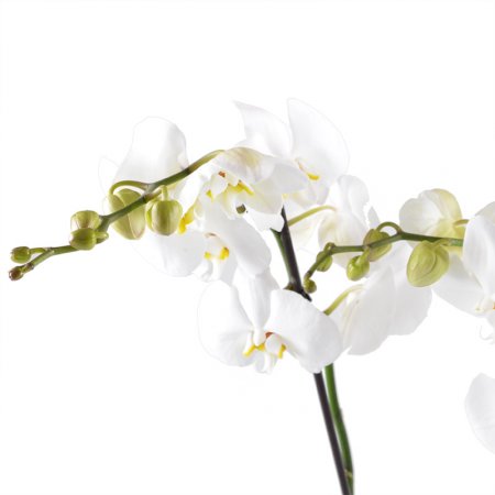 Bouquet White Orchid