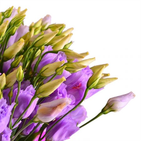 Bouquet Purple