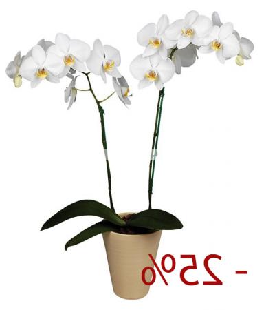 Bouquet Orchid 25% discount