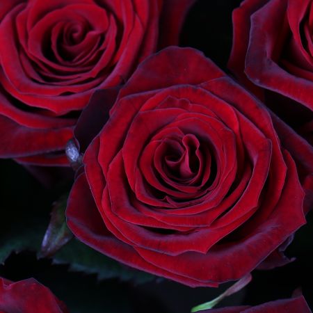 Bouquet 35 roses