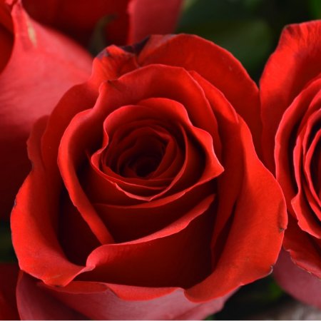 Bouquet 51 premium roses