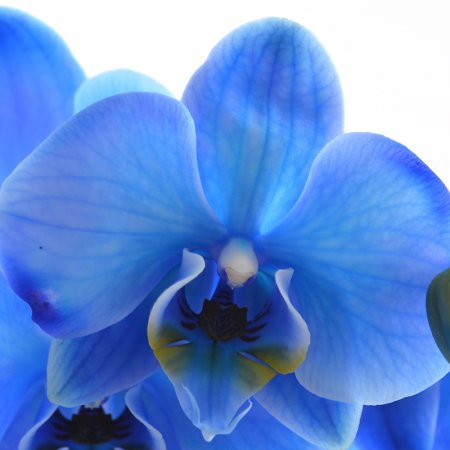Product Blue orchid