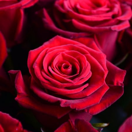 Bouquet 101 red rose 50cm