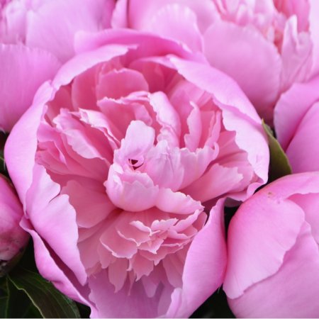 Bouquet Pink peonies