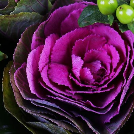 Buy a bunch of ''With Brassica'' with delivery. Beautiful bouquet with ornamental cabbage.