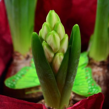 Bouquet Fragrant Hyacinth