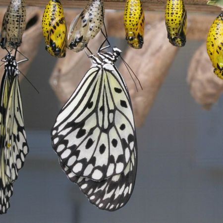 Butterfly Farm | Order the butterflies
