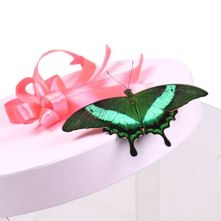 Transparent box with butterflies | order with delivery on UFL