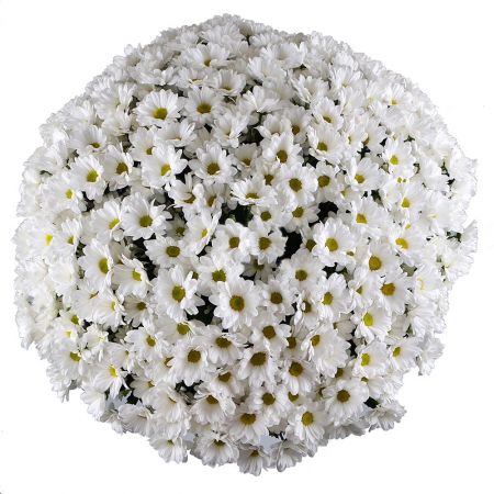 Bouquet 51 хризантема + Конфеты Roshen Ukraine