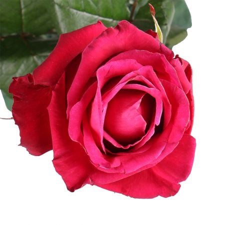 Bouquet Роза Шангри Ла поштучно