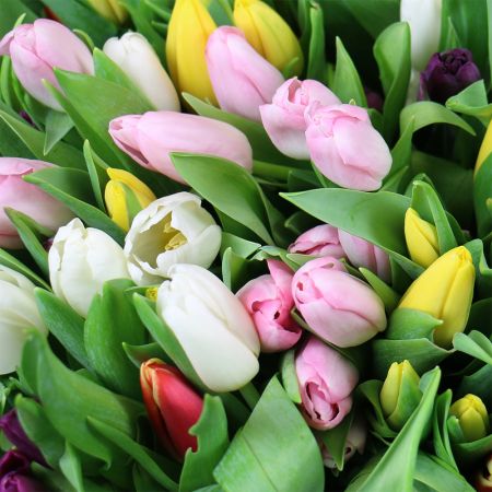 Bouquet  501 tulip