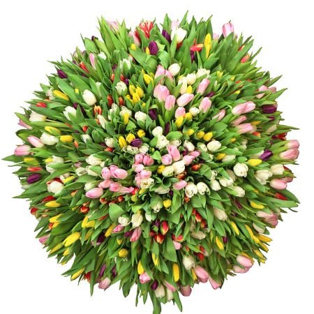 Bouquet  501 tulip