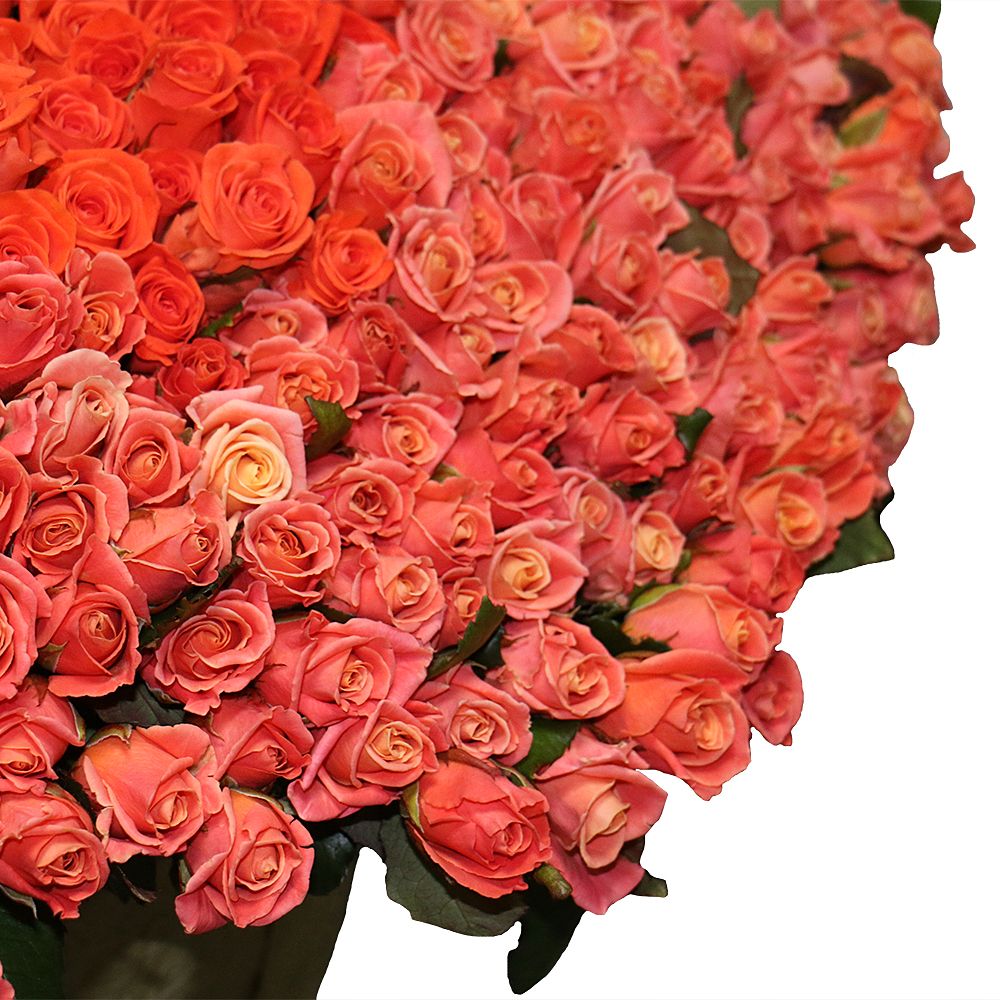 Bouquet 1001 coral rose