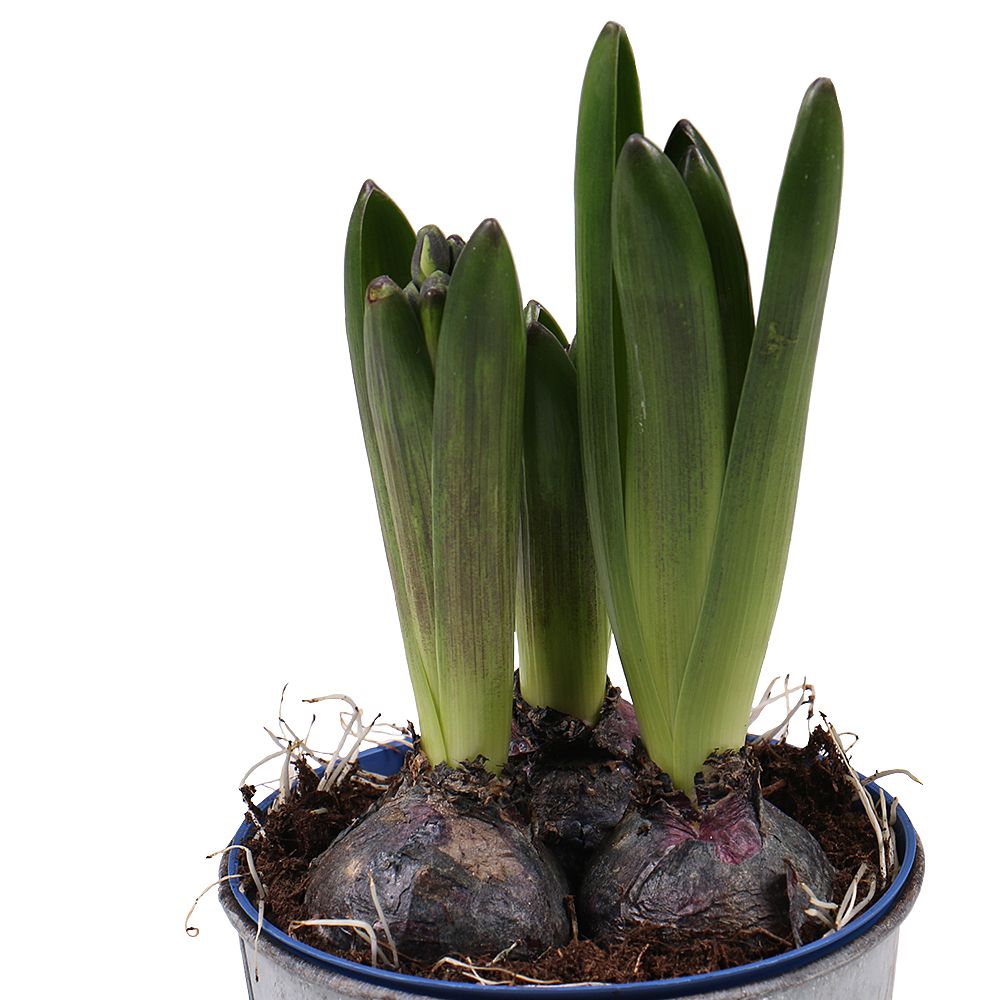 Product Hyacinth in the flowerpot