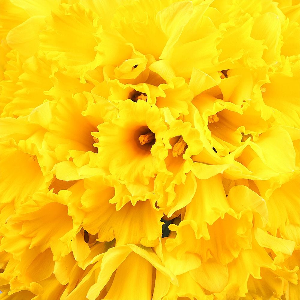Bouquet 101 yellow daffodil