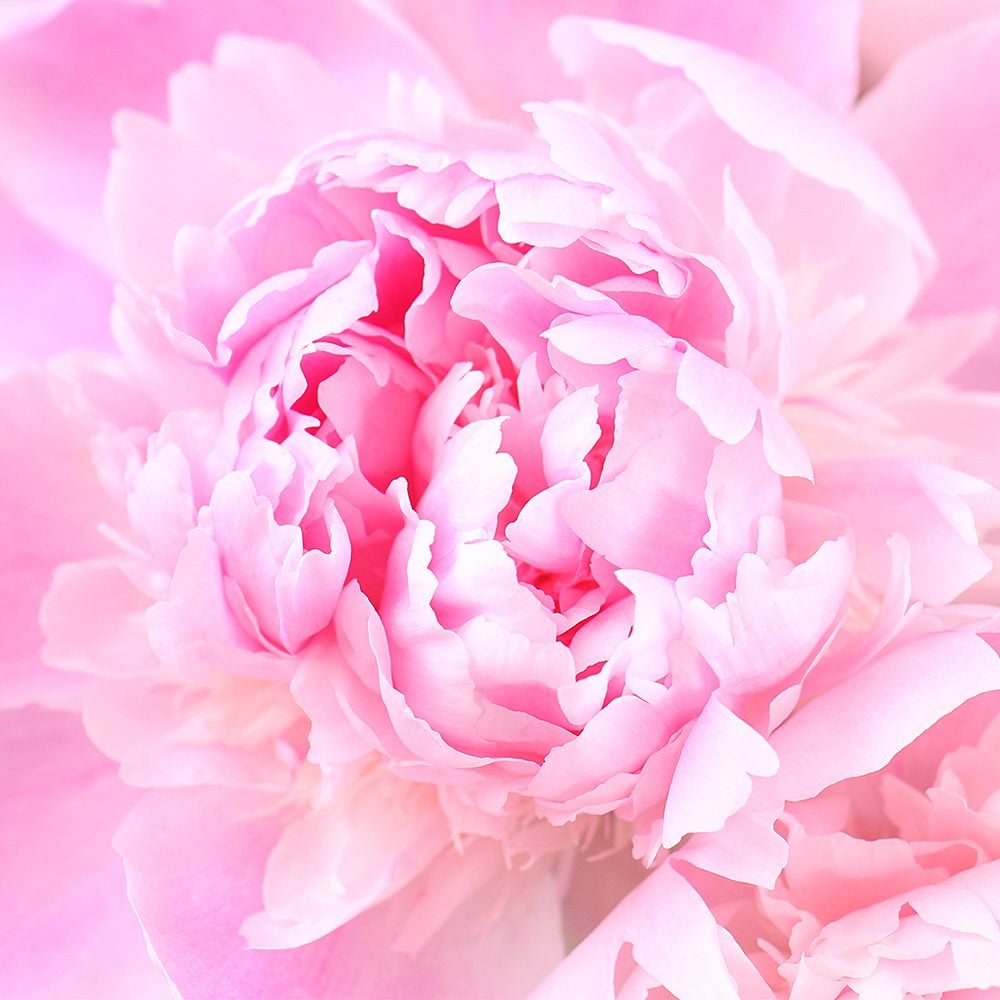 Product Peony is light pink by the piece