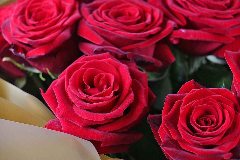 Bouquet 21 roses Zaporozhie