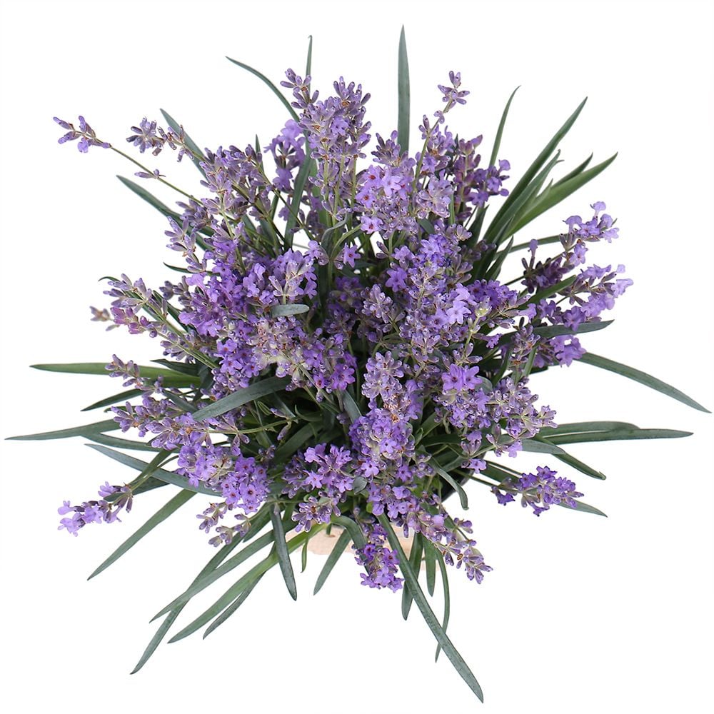 Bouquet Lavender in pot