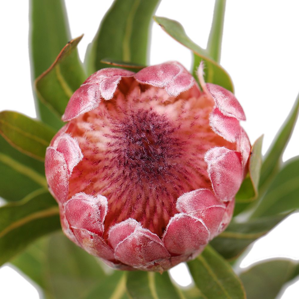 Bouquet Protea by piece