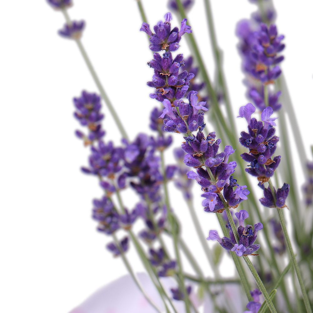 Product Lavender in a pot