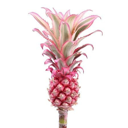 Bouquet Pineapple pink by the piece