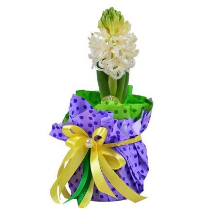 Bouquet Fragrant Hyacinth in a Pot