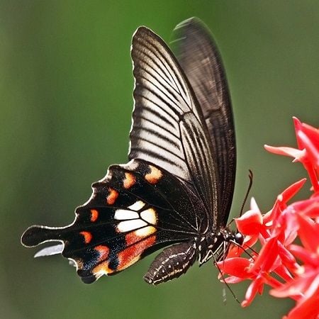 Product Butterfly Papilio polytes