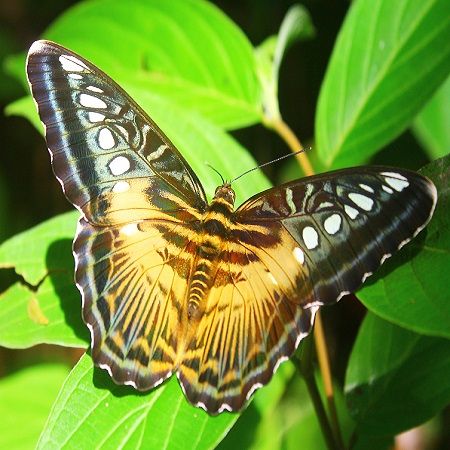 Product Butterfly - Parthenos sylvia