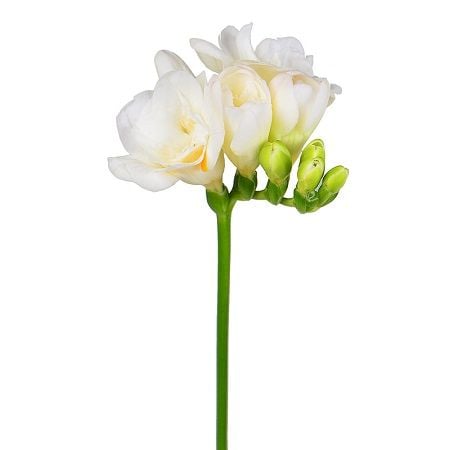 Bouquet White freesia by the piece
