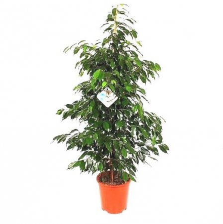 Product Ficus Benjamina Anastasia (above 1m)