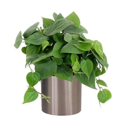 Product Philodendron