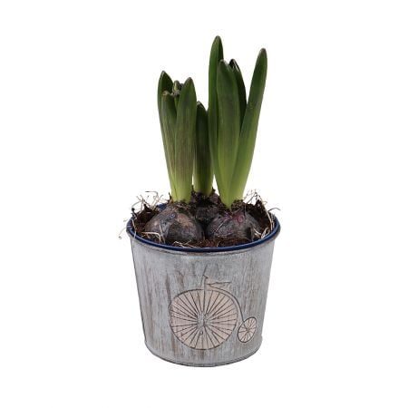 Product Hyacinth in the flowerpot