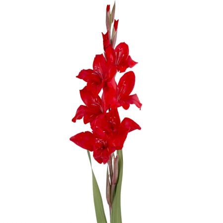 Bouquet Gladiolus red piece