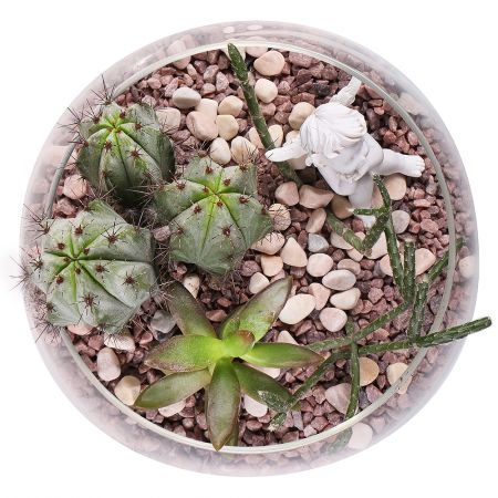 Succulents in Aquarium - order with delivery