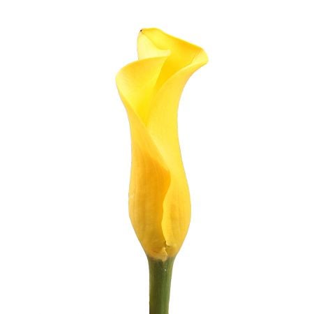 Bouquet Calla yellow by piece