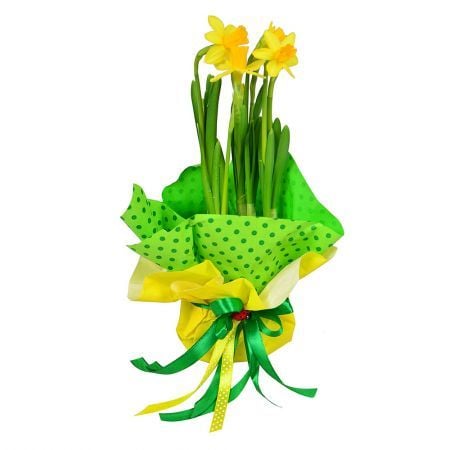 Bouquet Cute Daffodil in a Pot