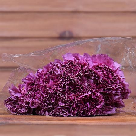 Product Whosale Carnation Extasis