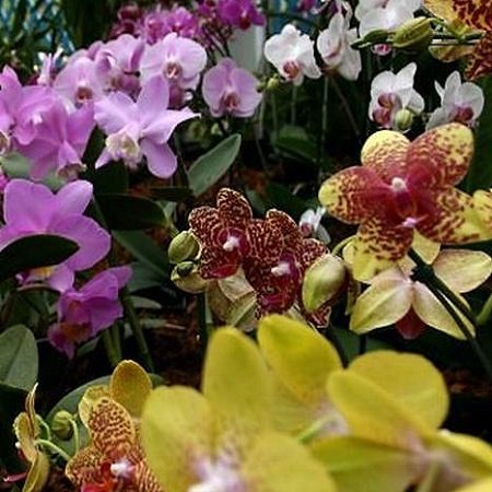 Bouquet Bouquet Orchids