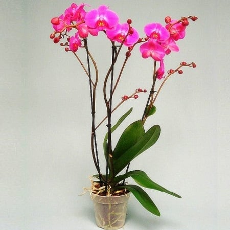Product Orchid Atlantis