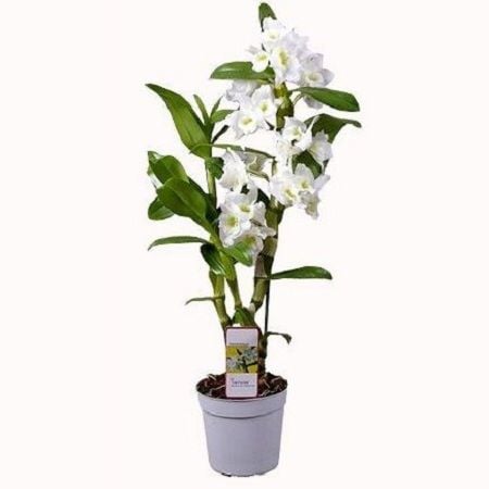 Order  white Dendrobium Orchid with the same day delivery