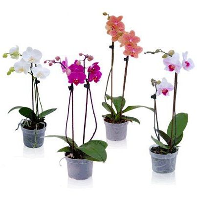 Product Orchid Phalaenopsis