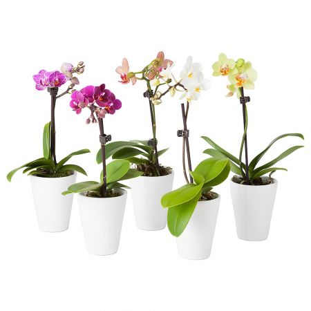 Product Orchid Phalaenopsis 1 stem