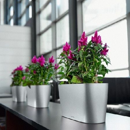 Product Popular plants for the office
