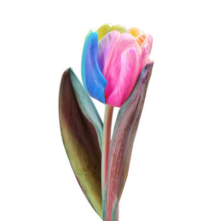 Bouquet Rainbow tulip by piece
