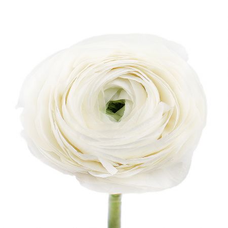 Bouquet Ranunculus white by piece