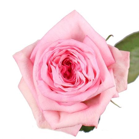 Bouquet Rose O'Hara Pink by piece