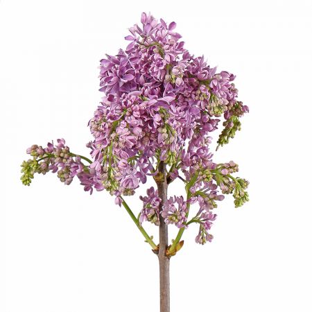 Bouquet Lilac violet by piece