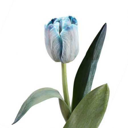 Bouquet Tulips blue by piece