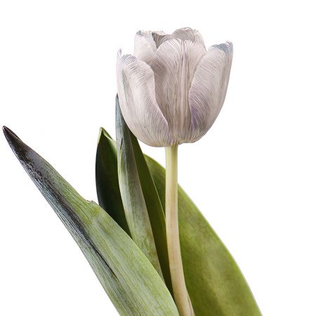 Bouquet Tulips Grey by piece