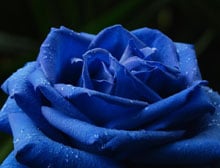 Blue rose meaning.  Blue rose means.